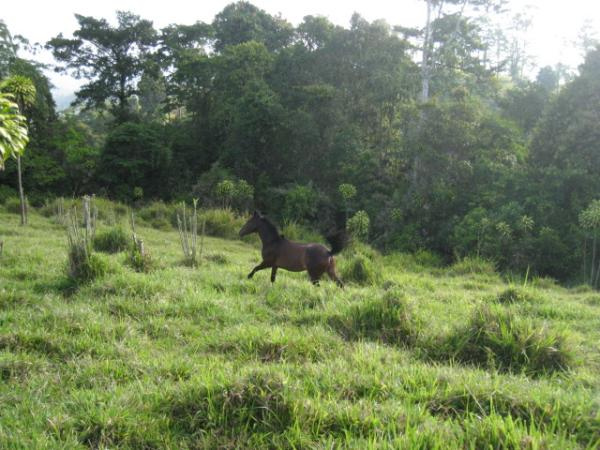 Costa Rica Real Estate - San Vito - Special